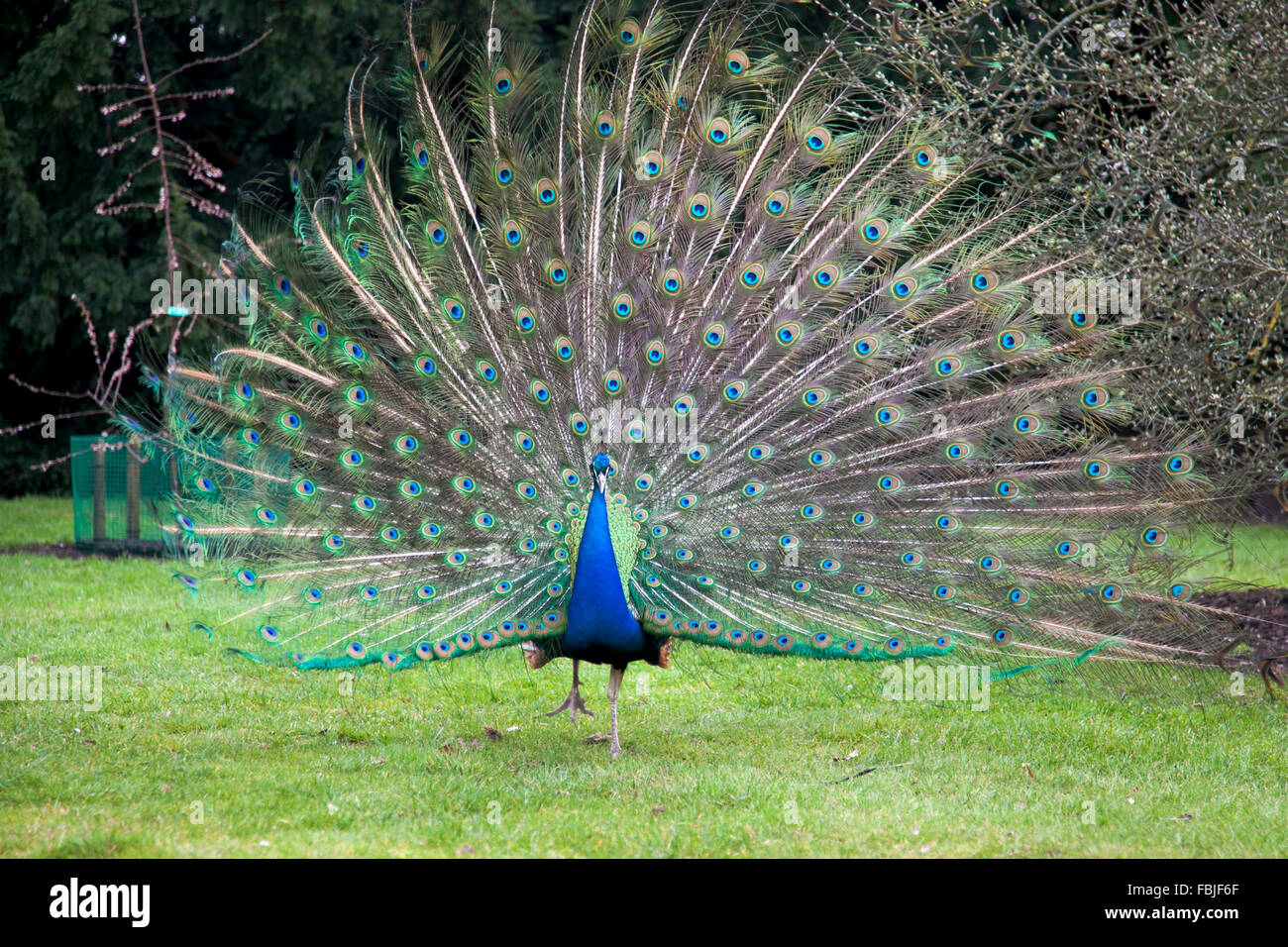 Peacock bleu indien à Kew Gardens, London, UK Banque D'Images