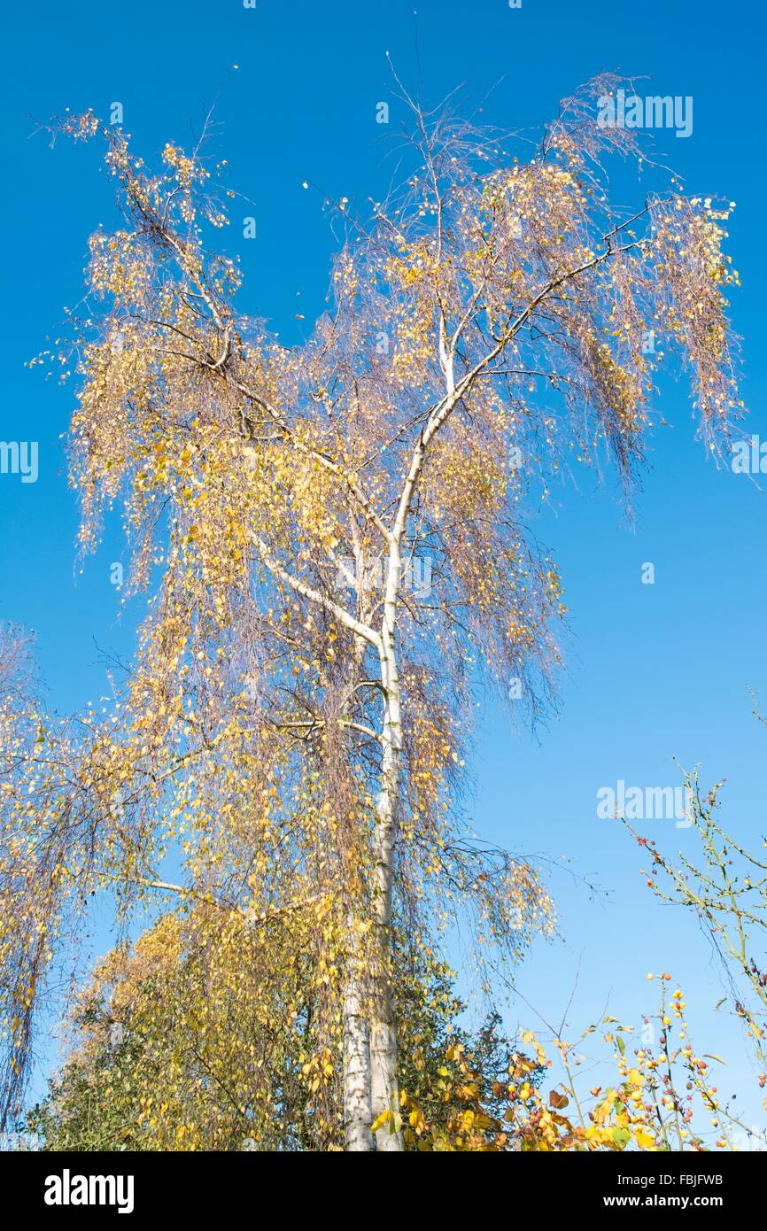 Silver Birch Tree avec ciel bleu Banque D'Images