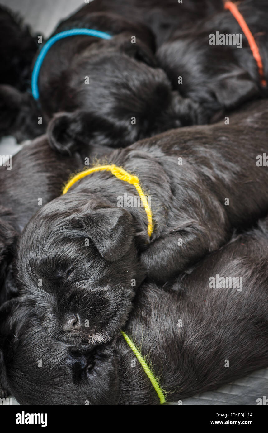 Petit groupe puppi Schnauzer nain race Banque D'Images