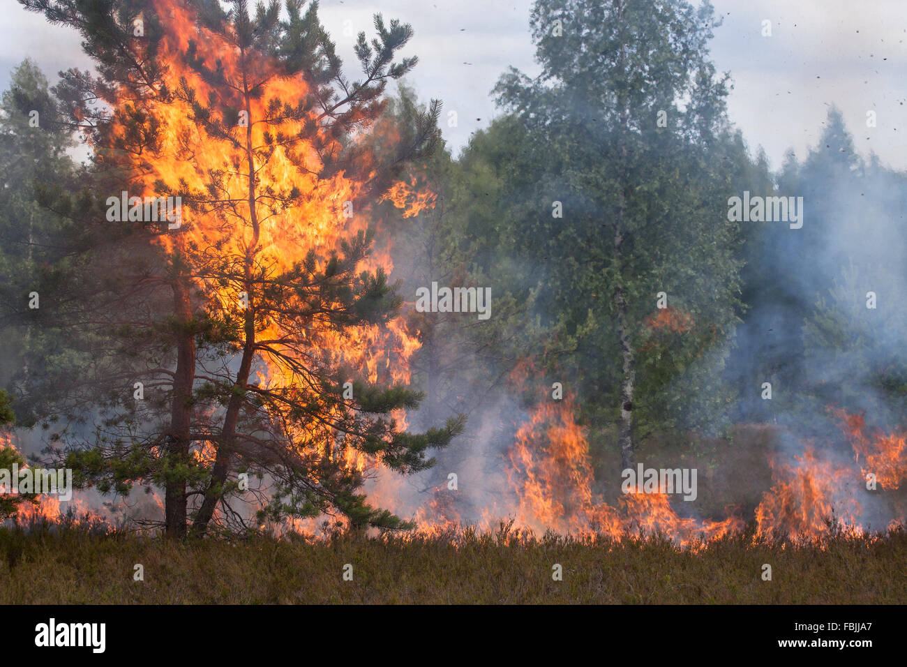 Feu de forêt Banque D'Images