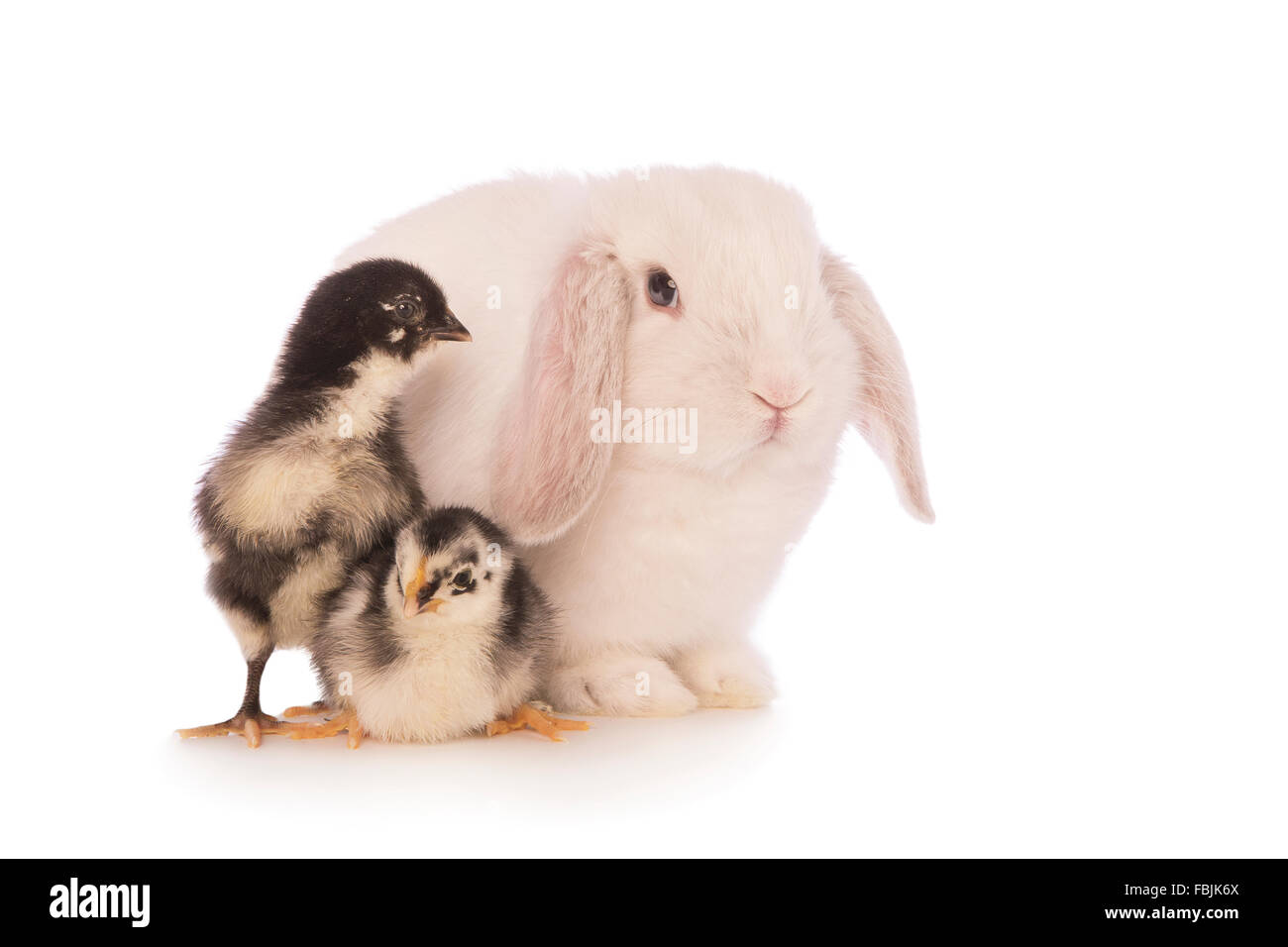 Mini lop rabbit black white Banque d'images détourées - Alamy