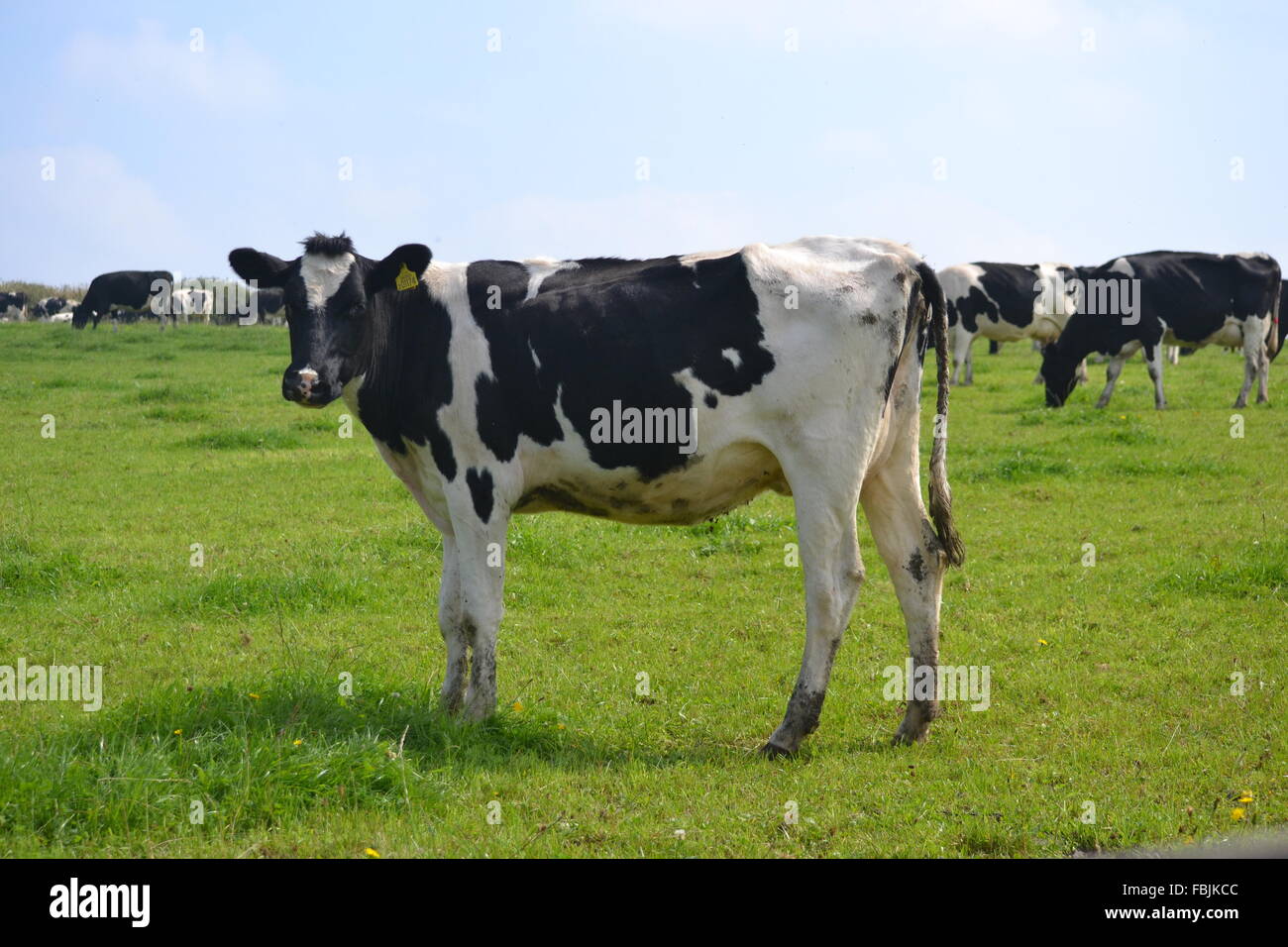 Vache de race Frisonne dans un champ dans le Devon Banque D'Images