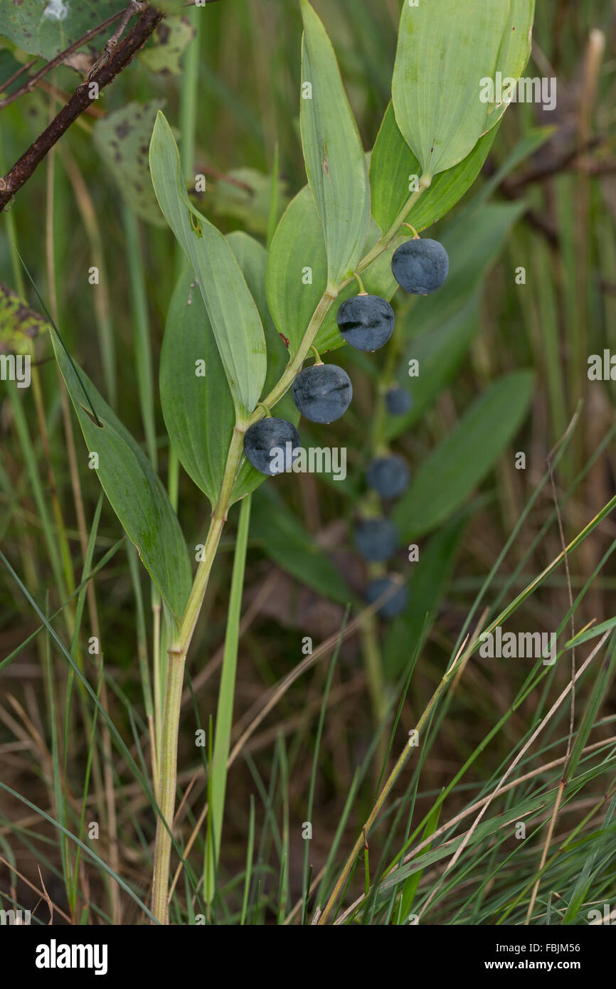 Le sceau de Salomon moindre, fruits, Echtes Salomonssiegel, Salomonsiegel Weißwurz, Wohlriechende, Früchte, Polygonatum odoratum Banque D'Images