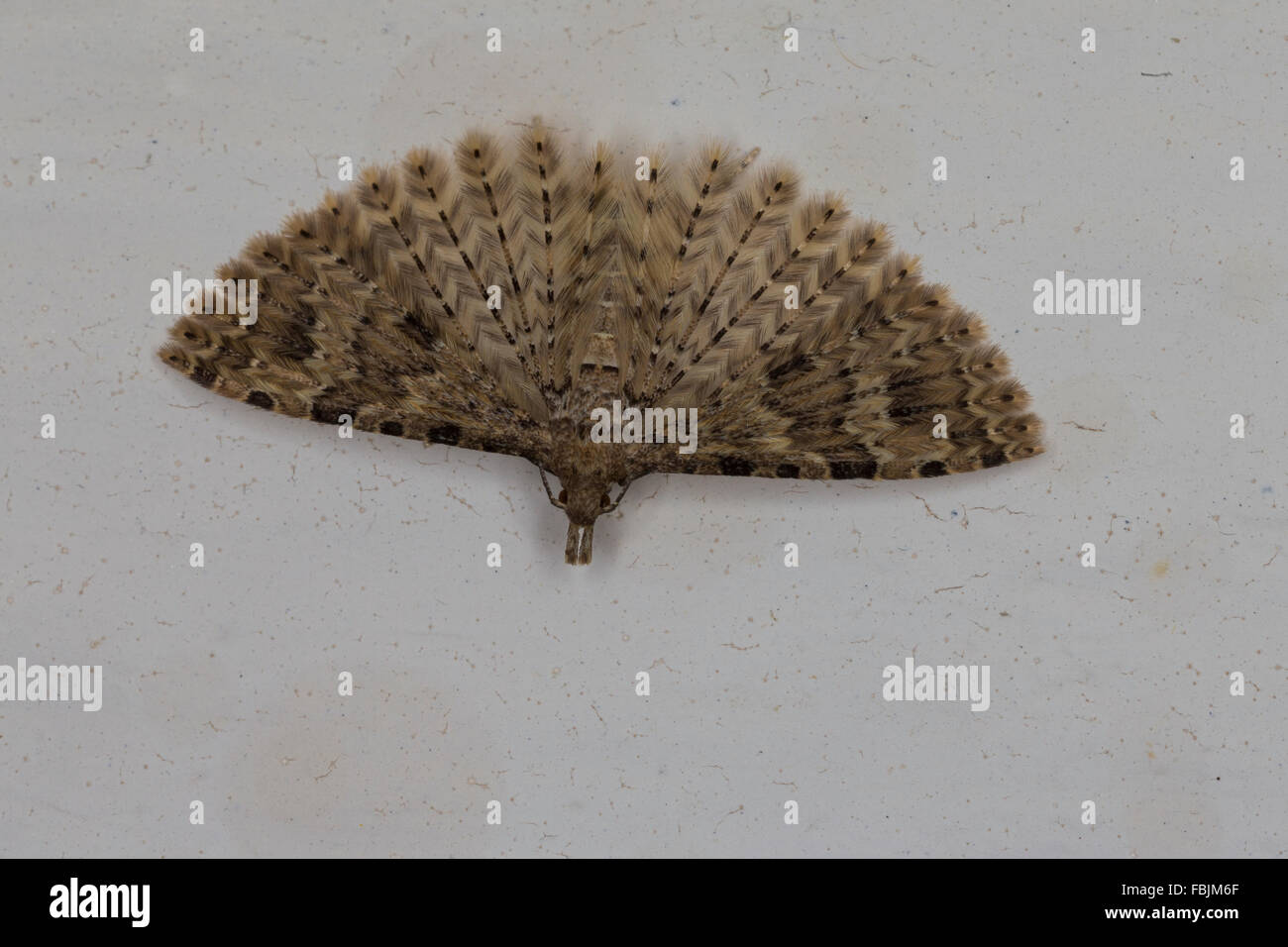 Vingt-plume Moth, beaucoup de plumes, Geißblattgeistchen-papillon, Geißblatt-Geistchen Alucita hexadactyla,, Alucita polydactyla Banque D'Images