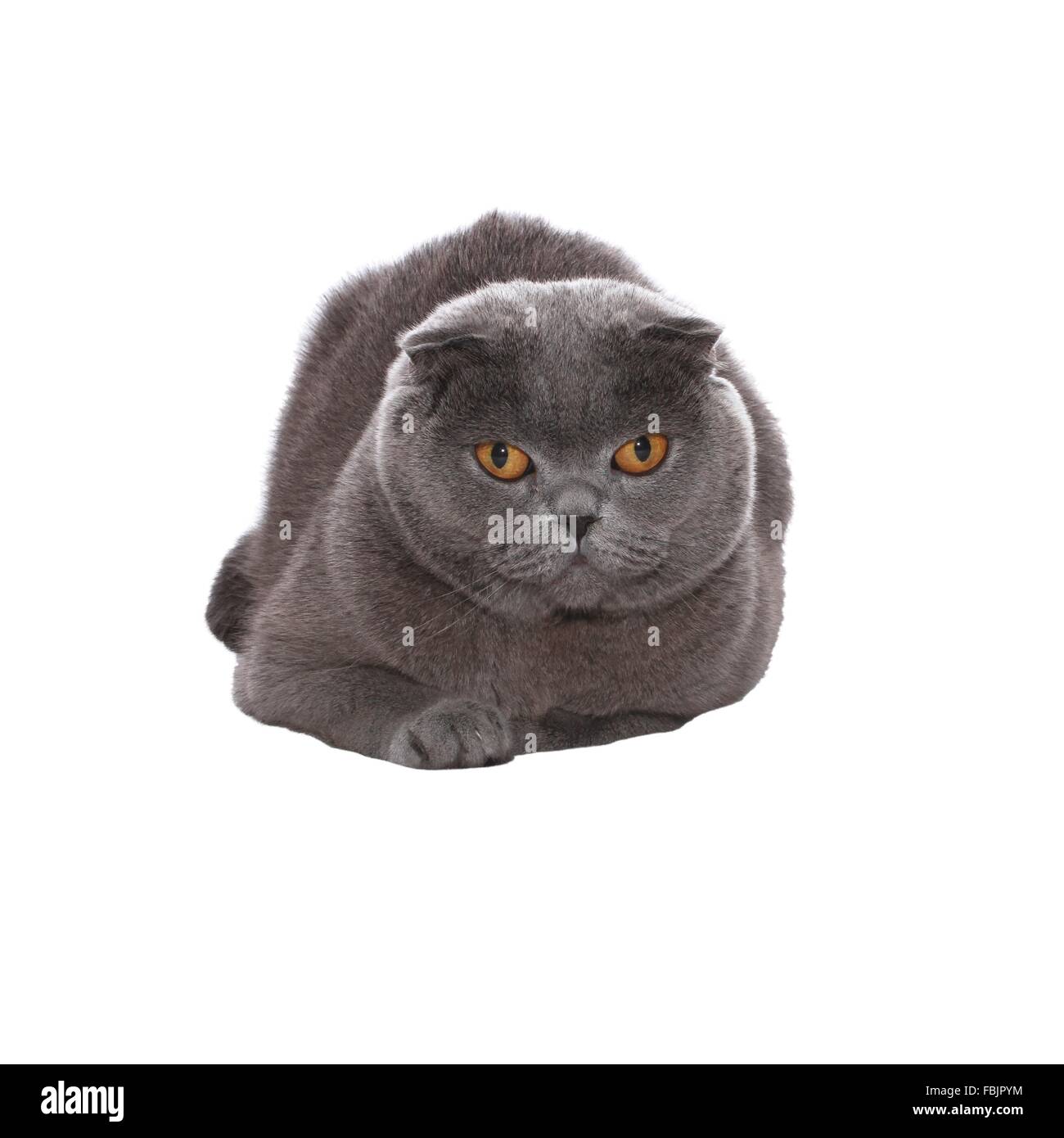 Bleu-gris chat Scottish Fold sur fond blanc Banque D'Images