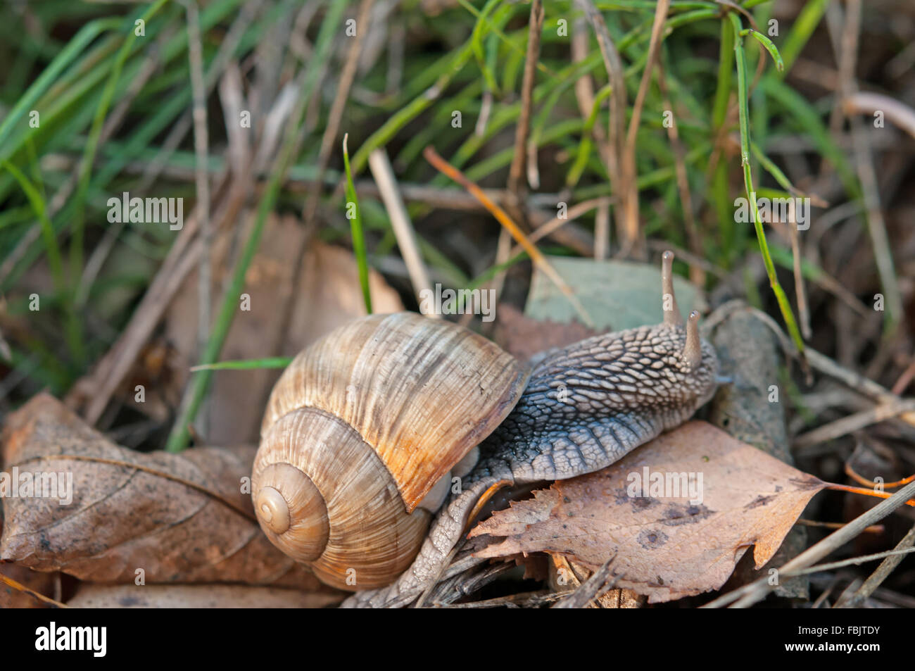 Macro d'escargot romain (Helix pomatia) sur la litière de la forêt en automne Banque D'Images Macro d'escargot romain (Helix pomatia) sur la litière de la forêt en automne Banque D'Images