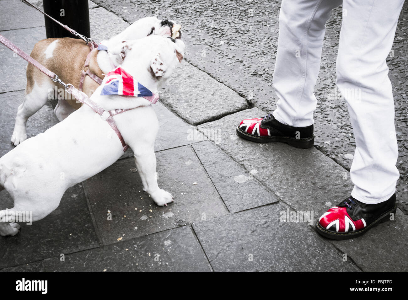 Skinhead avec Union Jack sur Dr Martens boots in street with British Bulldogs UK Banque D'Images