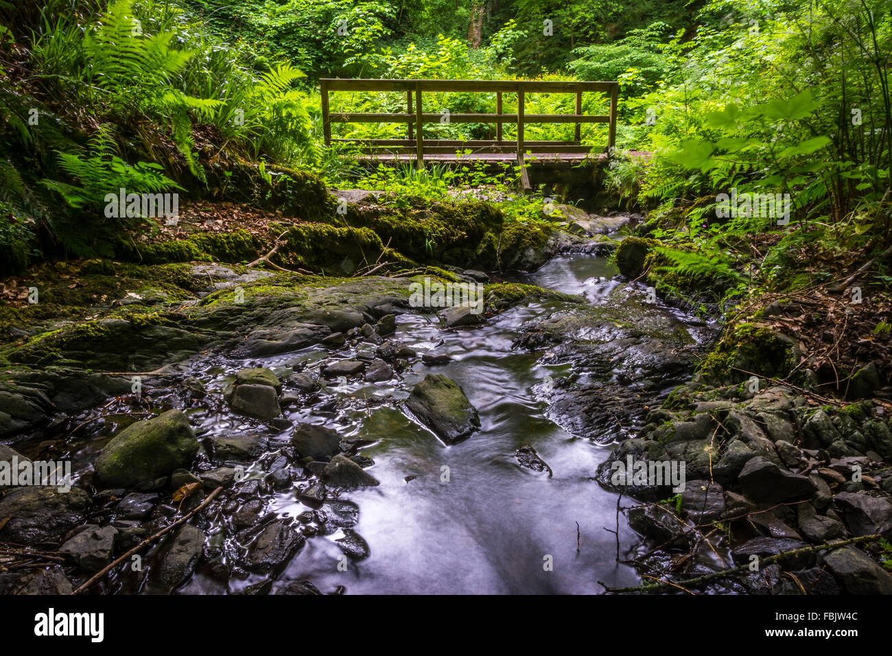 Lentement l'eau coule le long d'un petit cours d'eau et sous un pont de bois à Cregagh en forêt à l'Est de Belfast. Banque D'Images