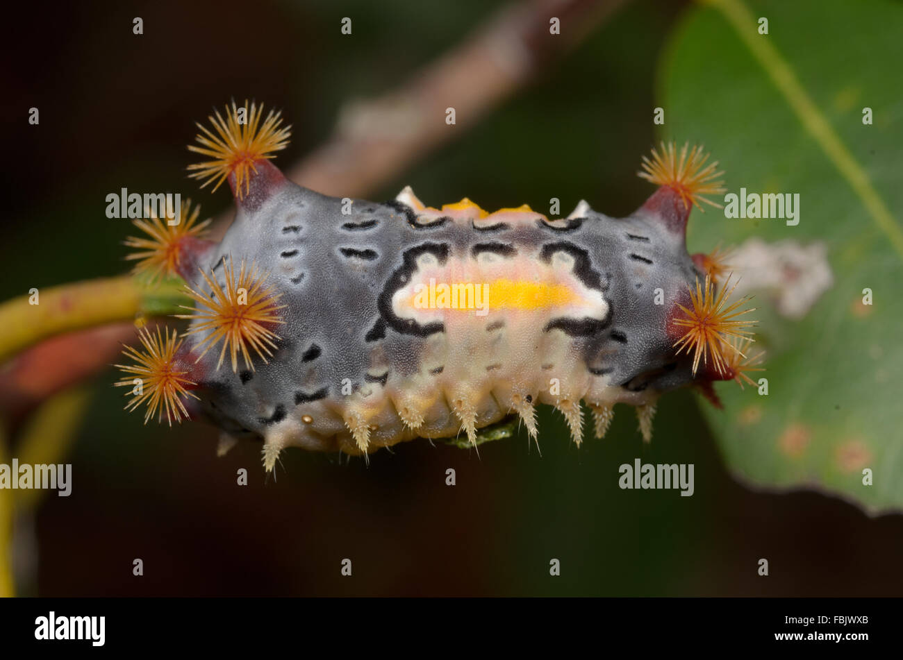 Tasse tacheté Espèce de Caterpillar, Doratifera vulnerans, à Pacé, New South Wales, Australie. Banque D'Images