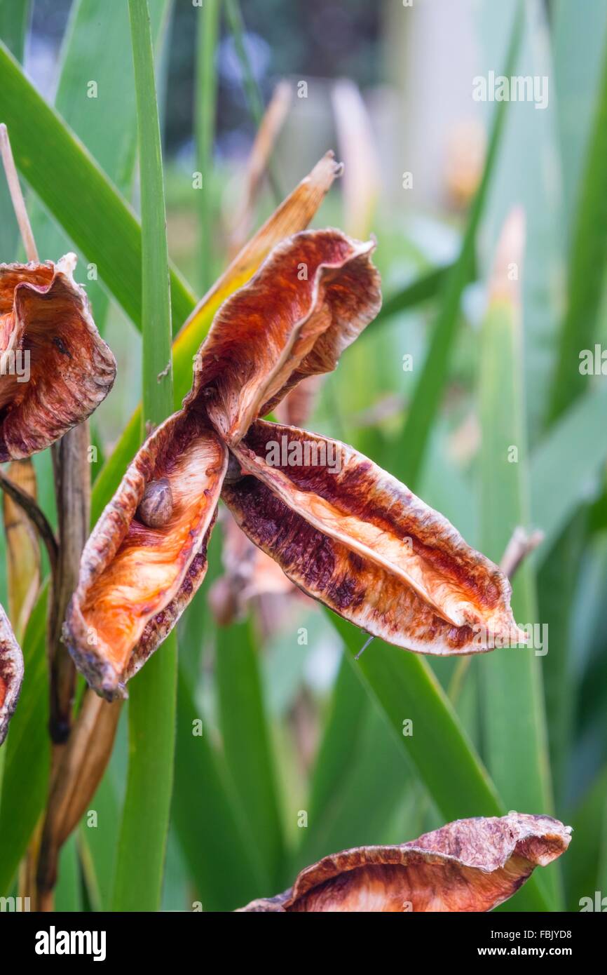 - Iris foetidissima iris fétide, têtes de graine en hiver, Banque D'Images