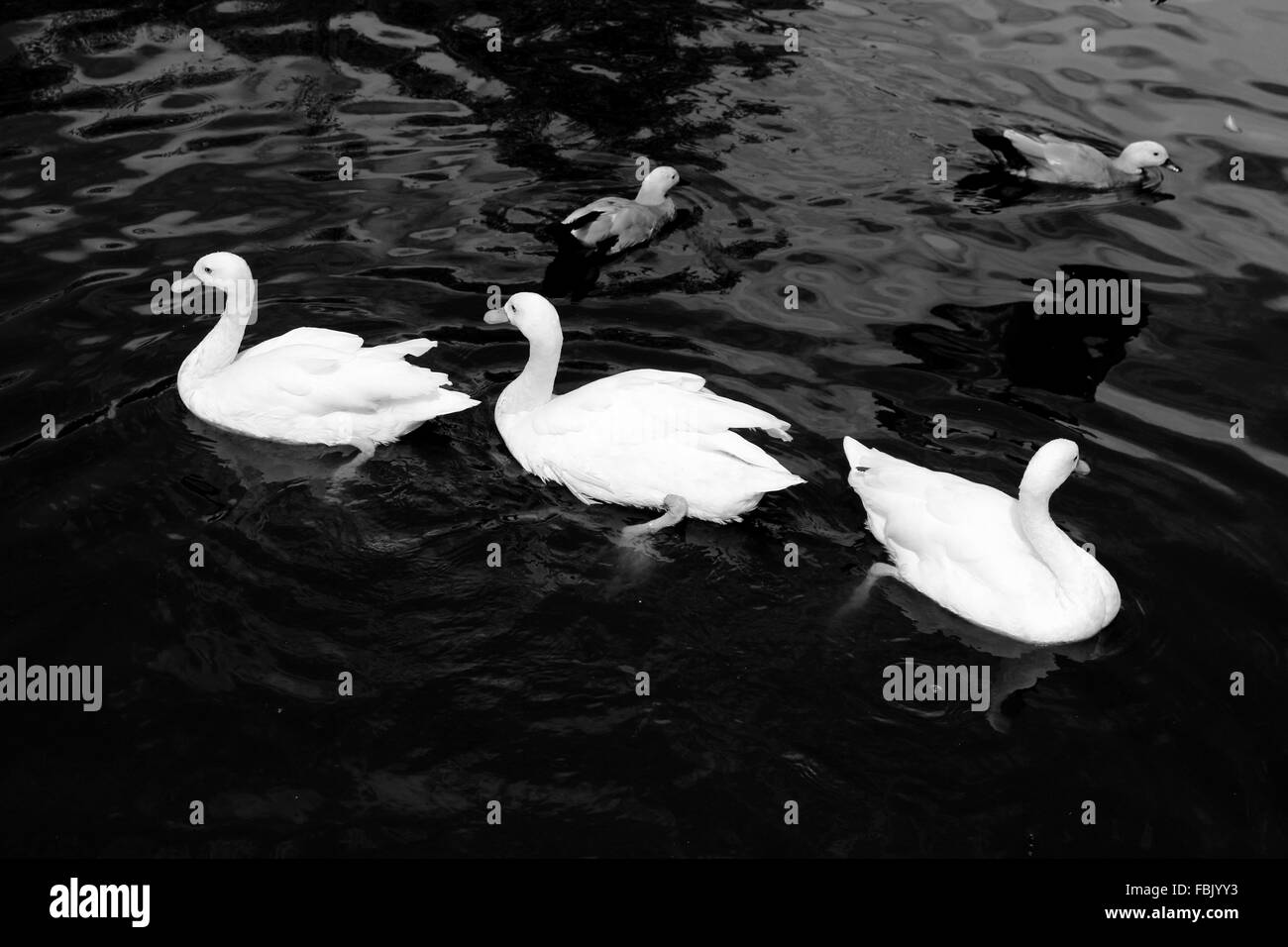 Groupe de canards sur l'étang blanc au zoo Banque D'Images