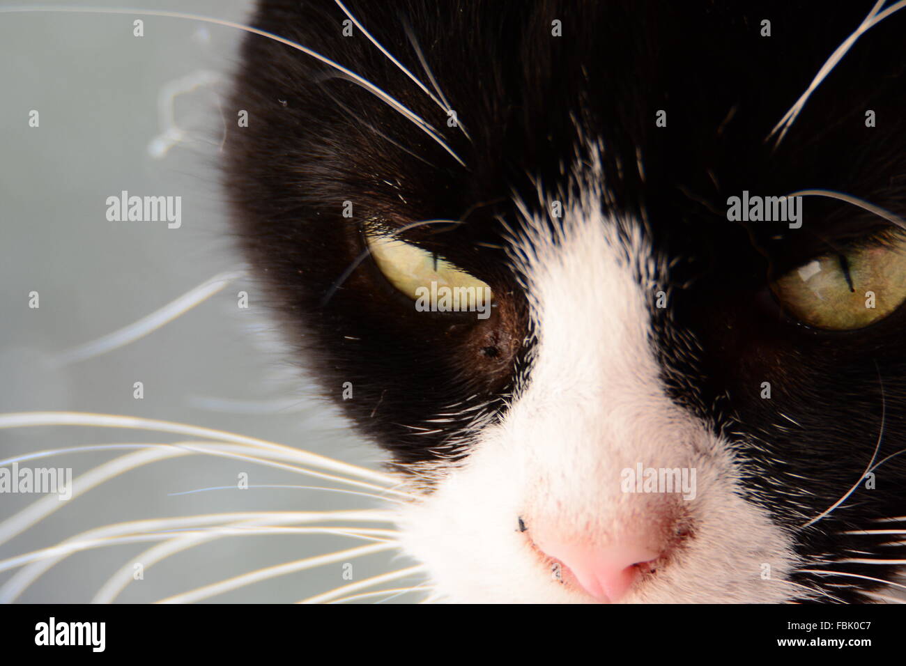 B&W Cat face Close up Banque D'Images