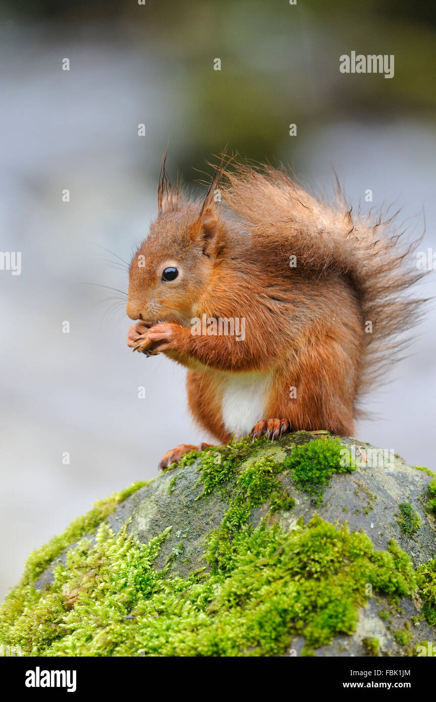 L'Écureuil roux (Sciurus vulgaris) perché sur moss couverts boulder aux côtés de Cotter Beck dans la pluie, dans le Yorkshire, Cotterdale Banque D'Images