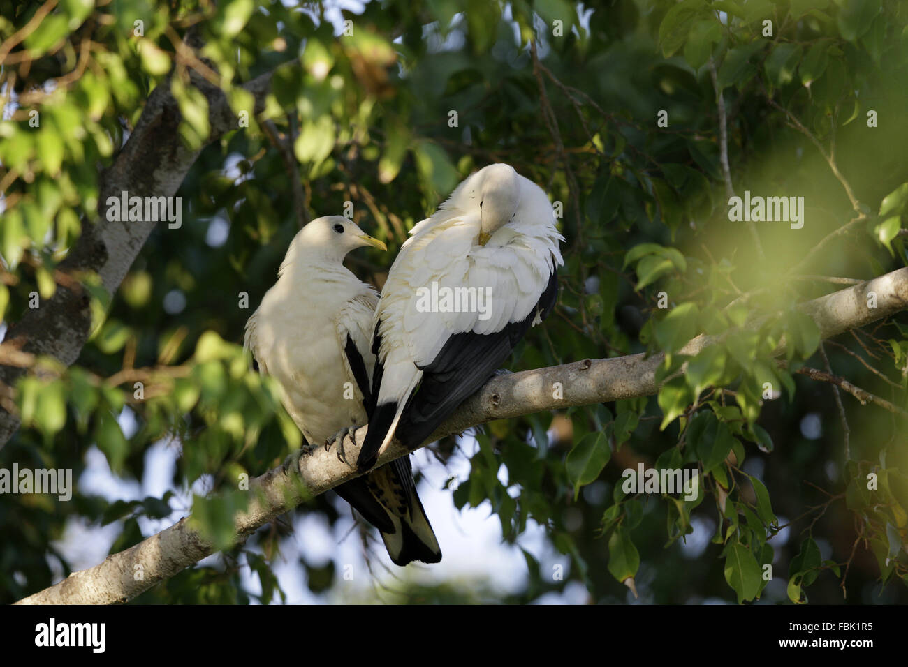 Ducula spilorrhoa Imperial-Pigeon Torresian, paire, Banque D'Images