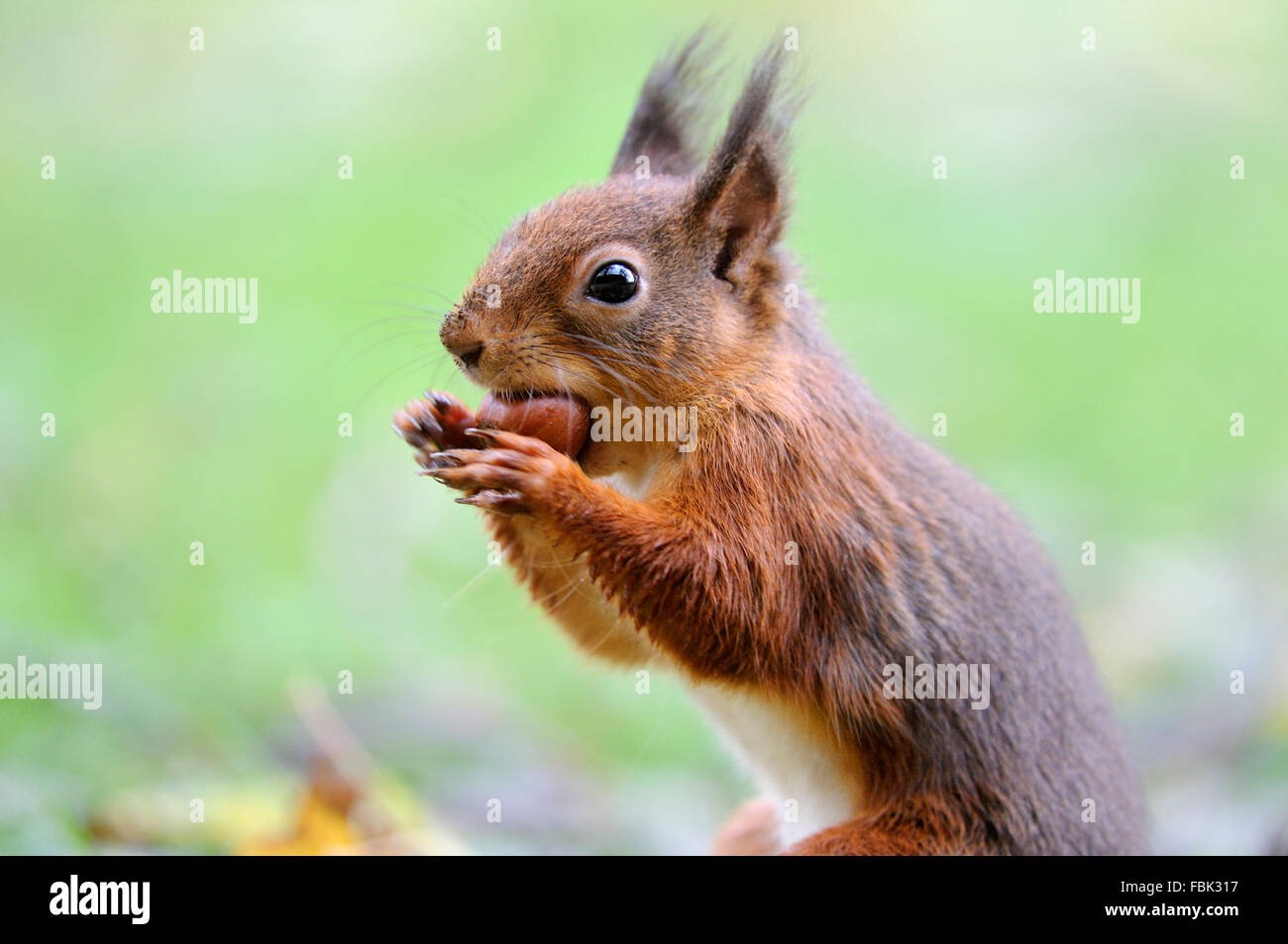 L'Écureuil roux (Sciurus vulgaris) à la noisette, sur jardin pelouse, dans la vallée de Newlands, près de Keswick, Cumbria, Lake District, Banque D'Images