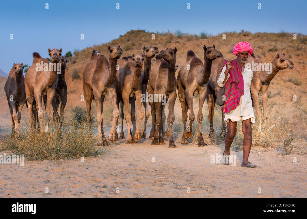 Chamelier avec son chameau sur la façon de Pushkar Mela, Pushkar Camel Fair, Rajasthan, India Banque D'Images