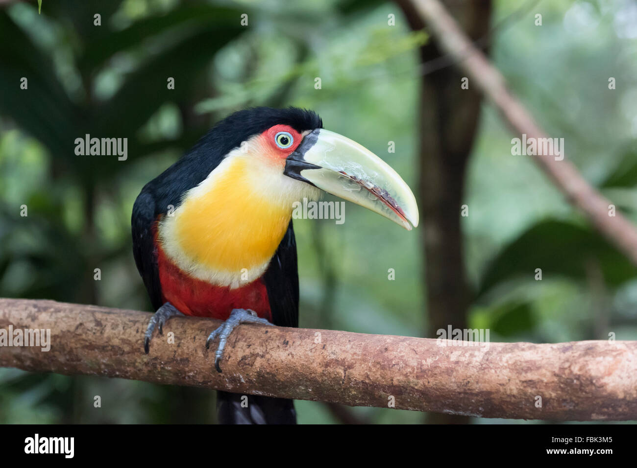 Green-billed toucan (Ramphastos dicolorus) horizontal, Parque das Aves, Foz do Iguaçu, Brésil Banque D'Images