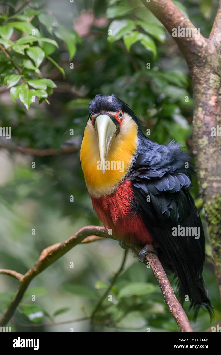 Green-billed toucan (Ramphastos dicolorus) head-on, Parque das Aves, Foz do Iguaçu, Brésil Banque D'Images
