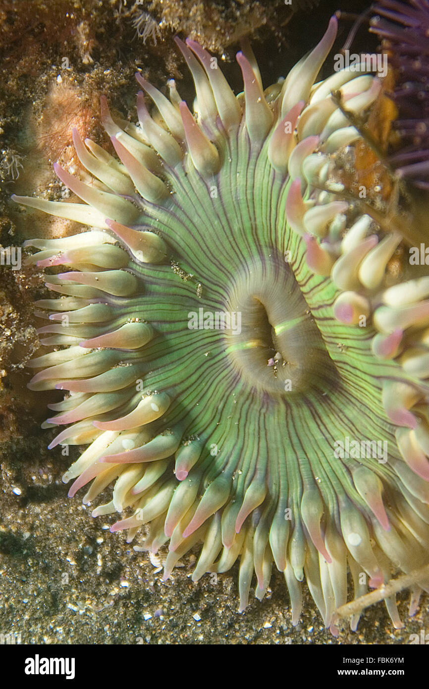 Anémone de mer alimentant à forêt de varech en Californie Photo Stock -  Alamy