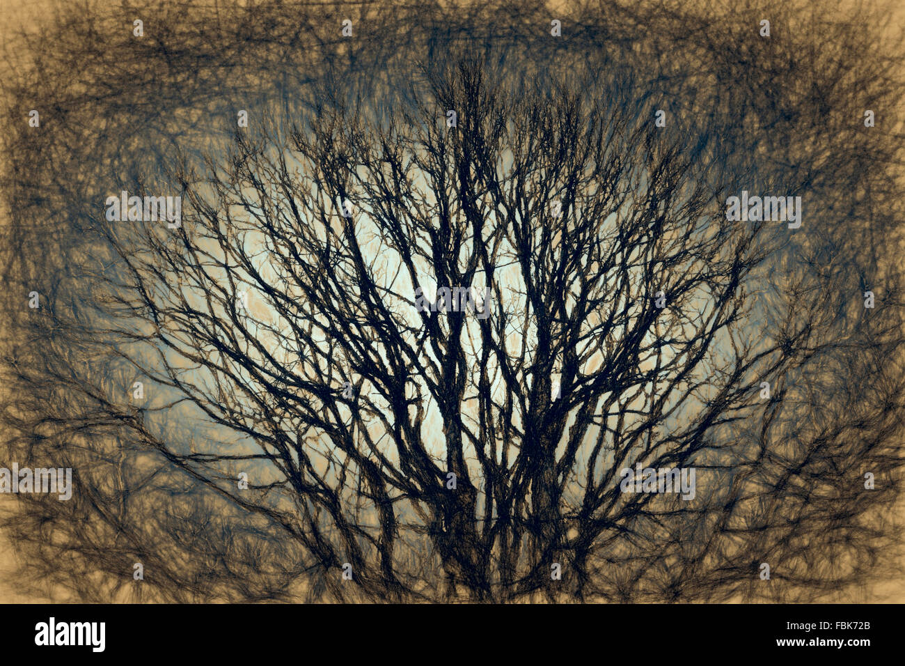 Vieil arbre en hiver, digital sketch dans le style magic Banque D'Images