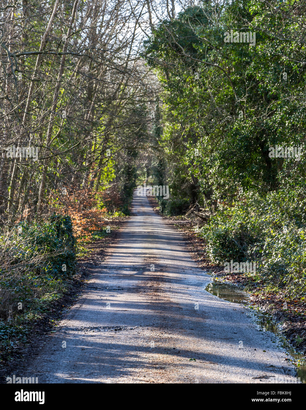 Une petite route mène à travers la campagne dans le comté de Down, Irlande Banque D'Images
