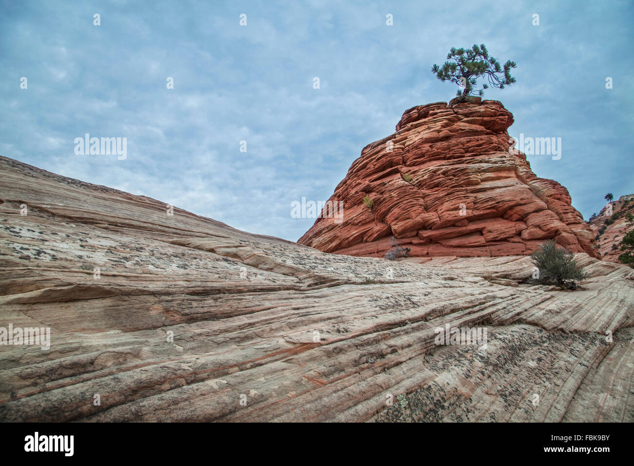 Pin pignon arbre qui pousse sur la pile de grès à Zion National Park, Utah, USA Banque D'Images