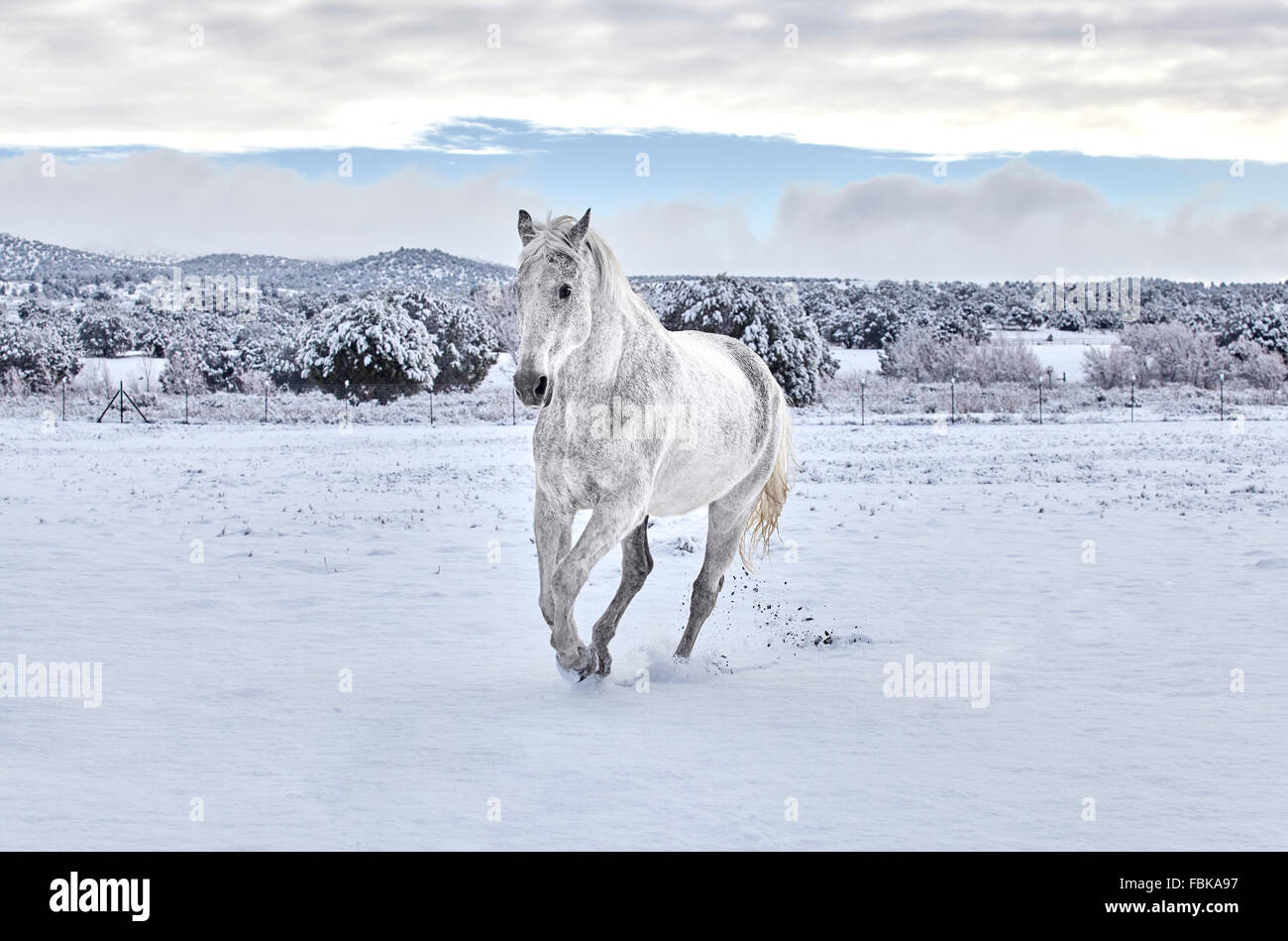 Cheval Blanc Au Galop Sur Le Sol Couvert De Neige Sur La Montagne Dans L Arriere Plan Photo Stock Alamy