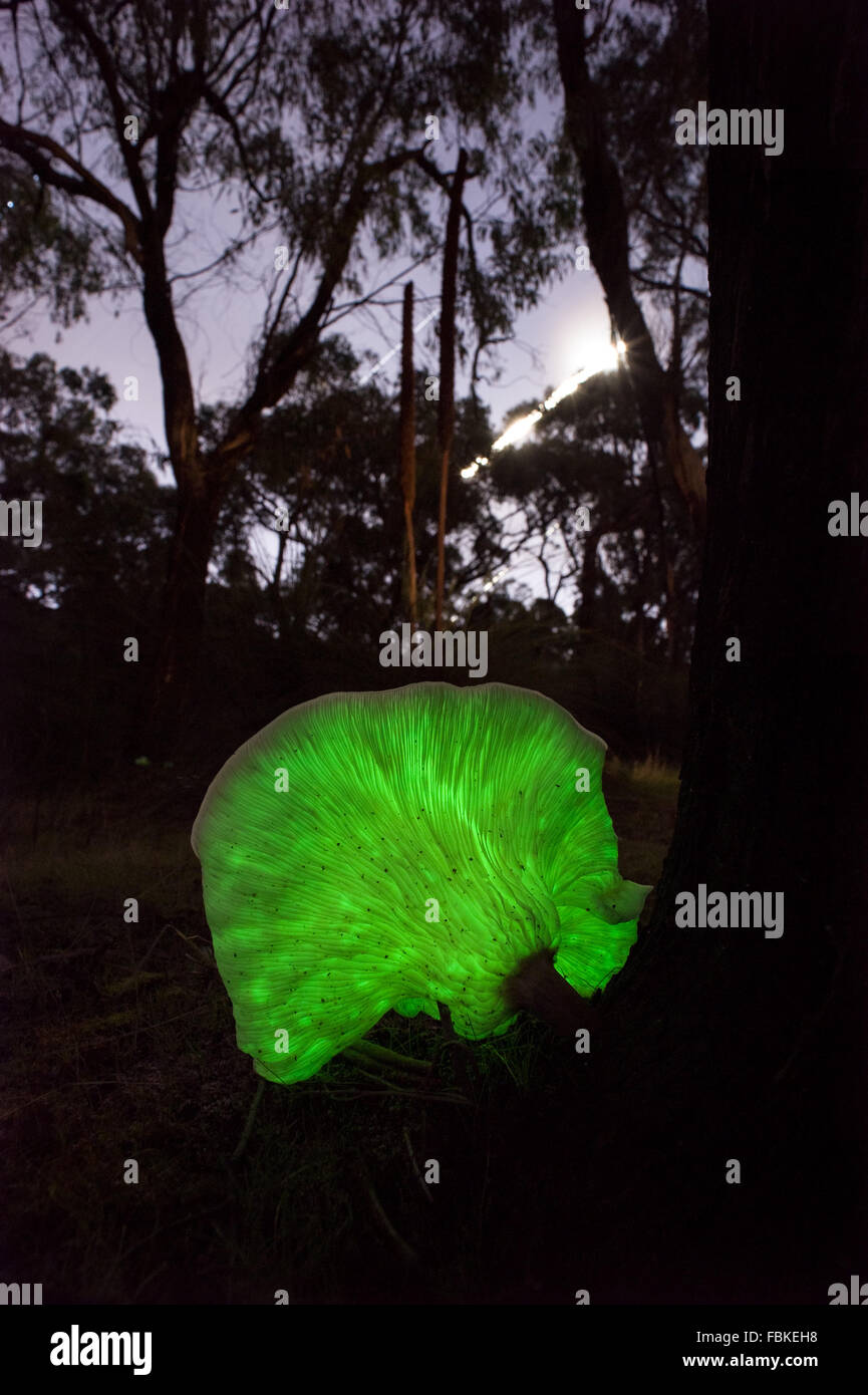Omphalotus nidiformis Ghost, champignon, champignon bioluminescent qui brille dans le noir, avec des étoiles dans le ciel Banque D'Images
