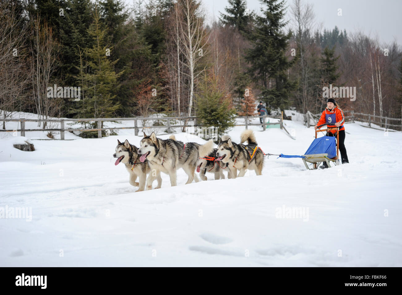 Les courses de chiens de traîneau avec Siberian Huskies, malamutes, samoyèdes, chiens nordiques. Photo prise en Transylvanie, Roumanie. Banque D'Images