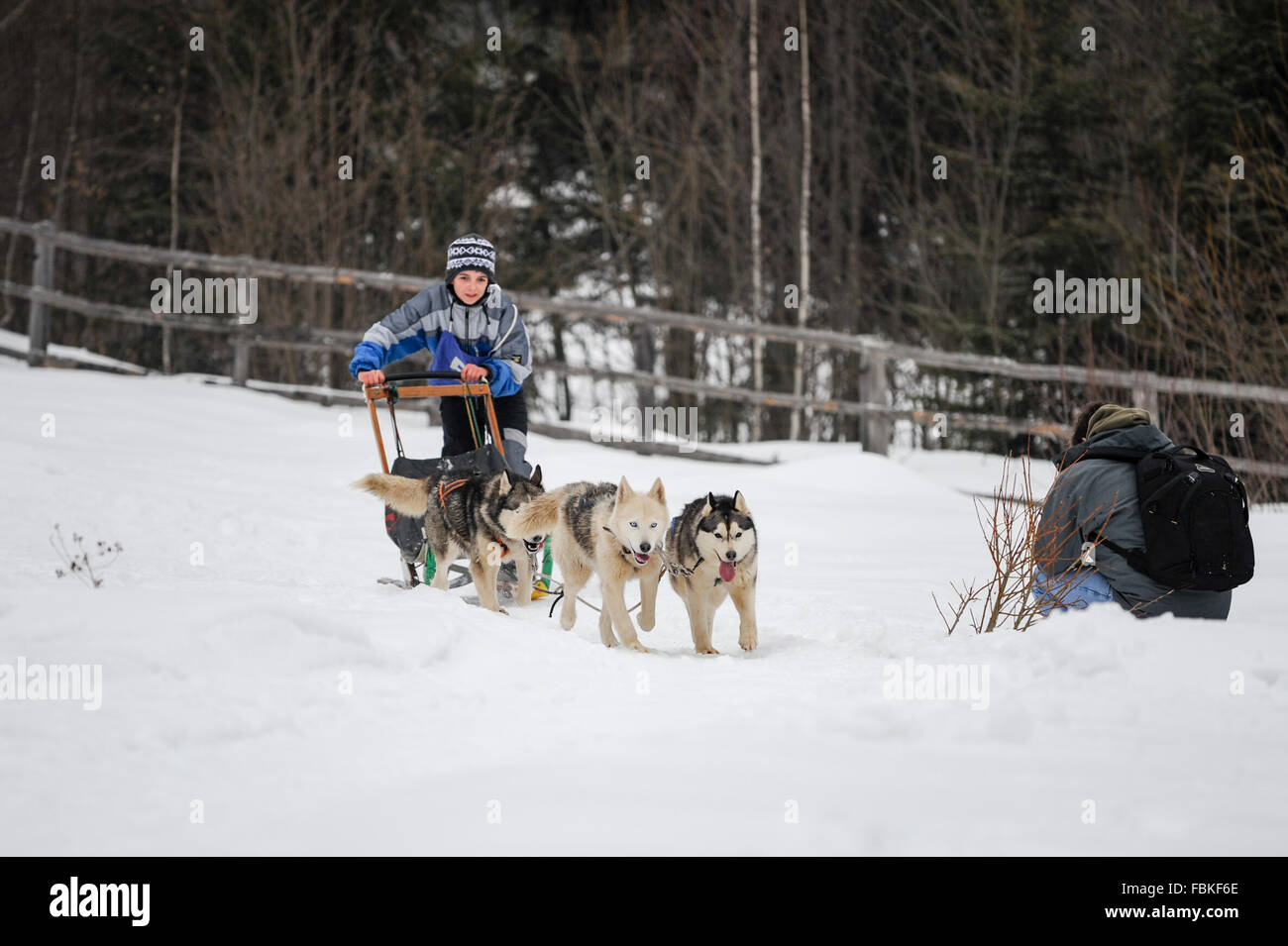 Les courses de chiens de traîneau avec Siberian Huskies, malamutes, samoyèdes, chiens nordiques. Photo prise en Transylvanie, Roumanie. Banque D'Images