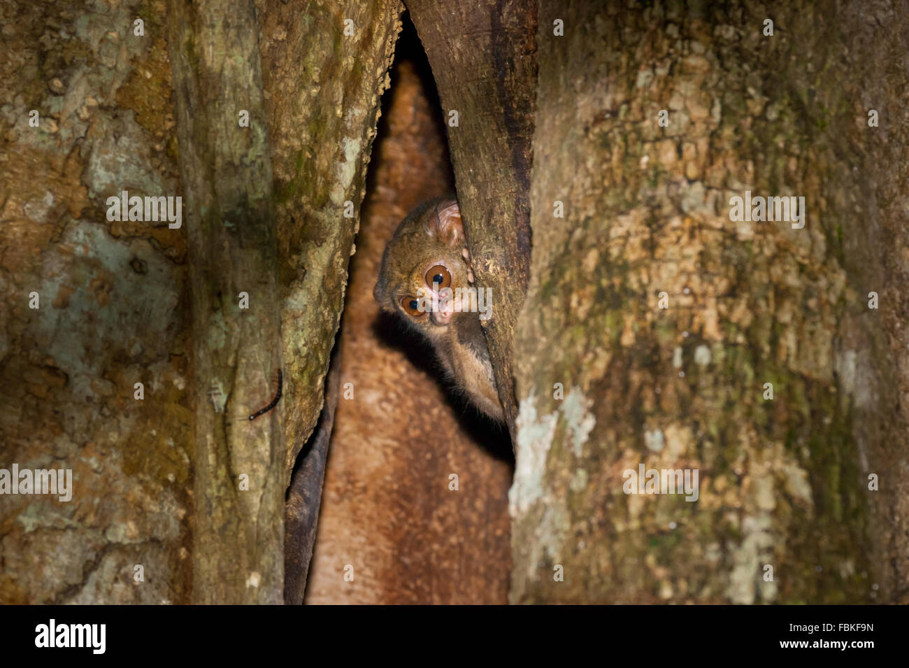 Un tasier est peeking de son nid sur un arbre dans la réserve naturelle de Tangkoko Batuangus dans le nord de Sulawesi, Indonésie. Banque D'Images