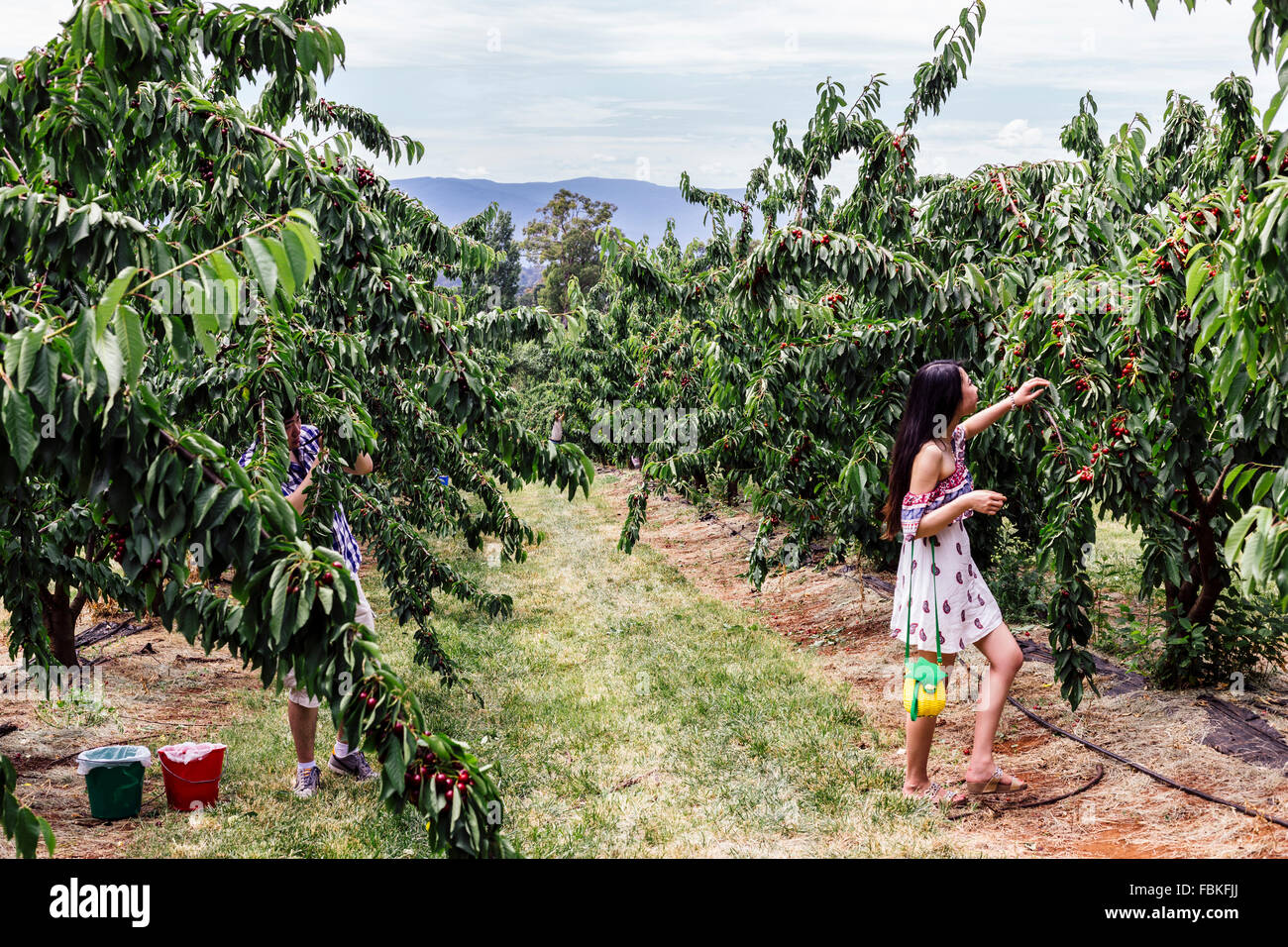 Cherry picking dans les Dandenongs, Melbourne, Victoria, Australie Banque D'Images