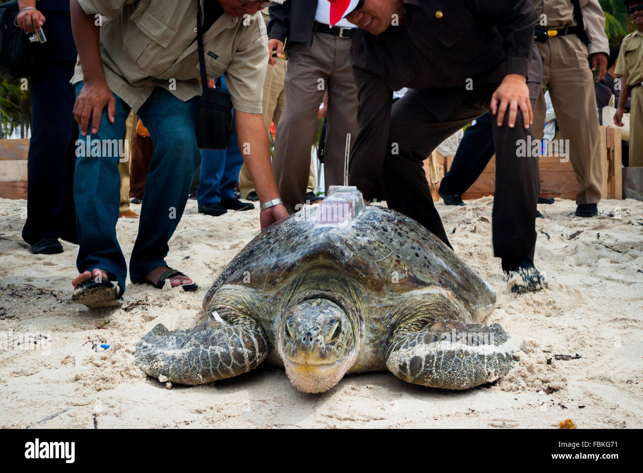 Les conservateurs et les représentants du gouvernement ont relâché une tortue de mer verte avec un dispositif de suivi par satellite installé sur sa carapace. Banque D'Images