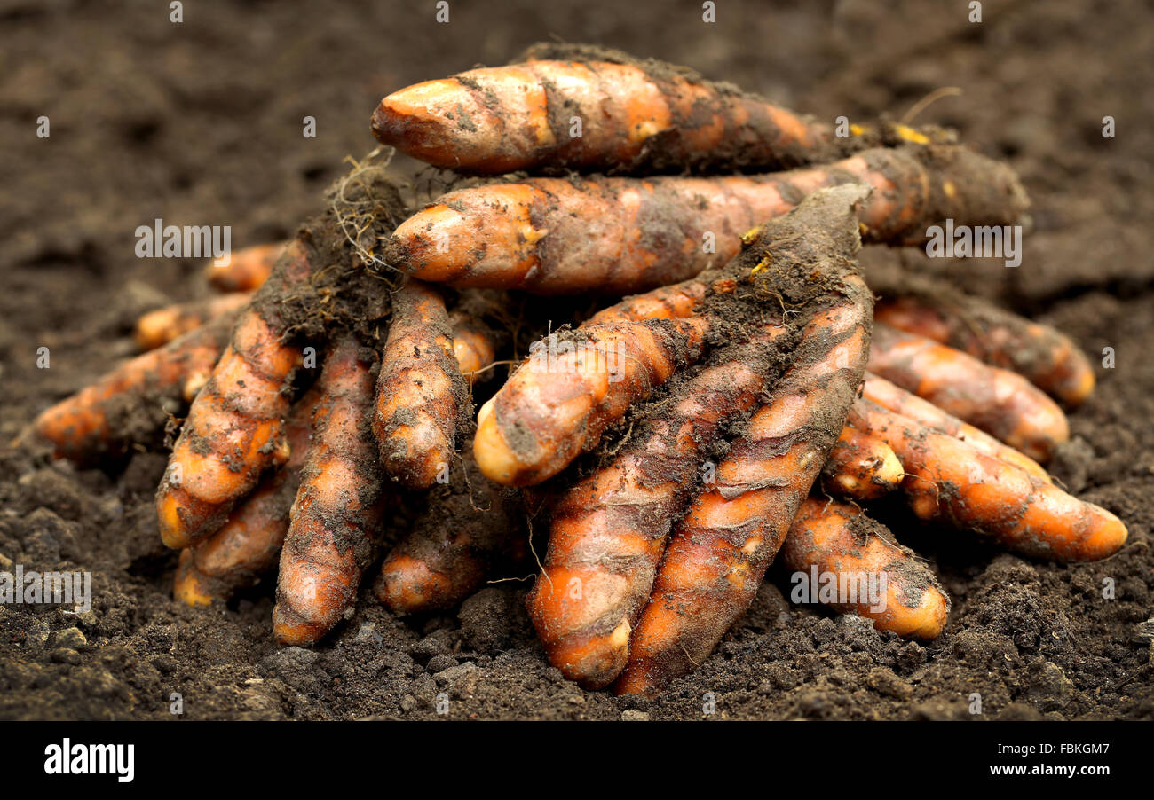 Le curcuma fraîchement récoltés sur la terre ferme Banque D'Images