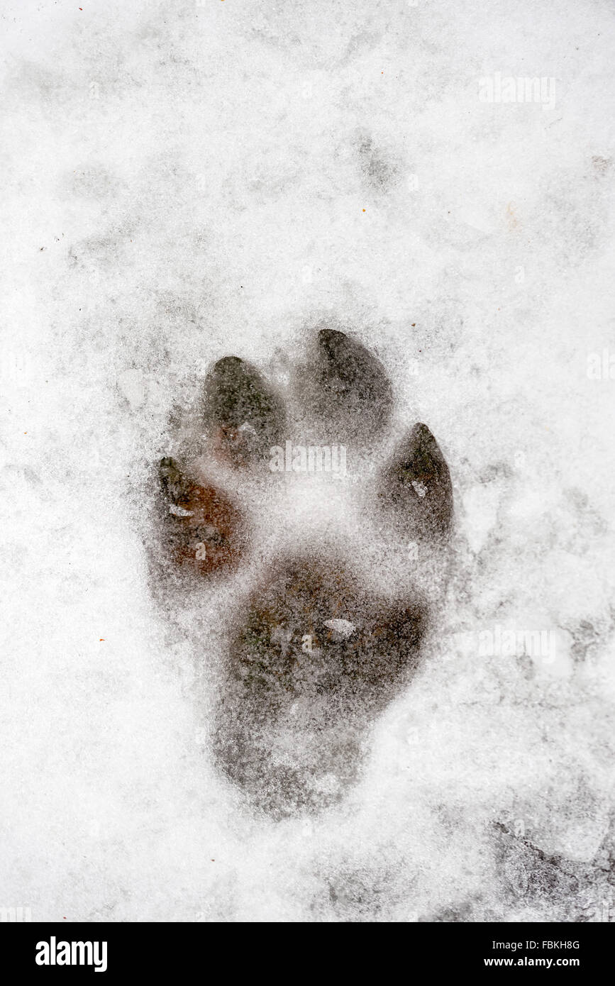 L'empreinte d'animaux dans la neige gelé en hiver Banque D'Images