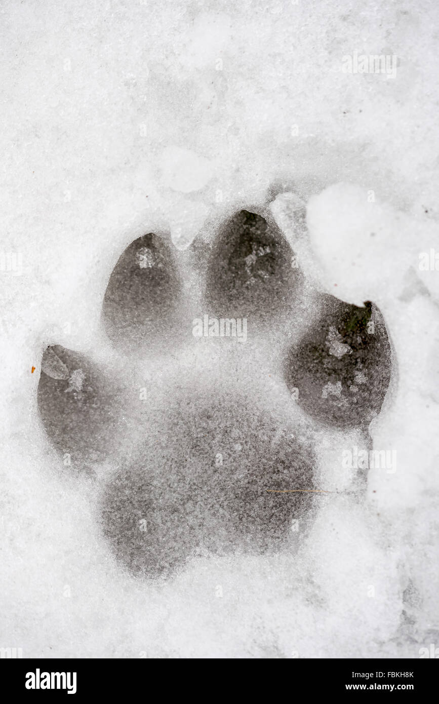 L'empreinte d'animaux dans la neige gelé en hiver Banque D'Images