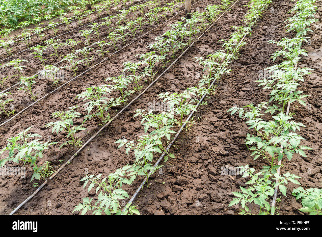 La culture bio frais plantes sur domaine agricole Banque D'Images