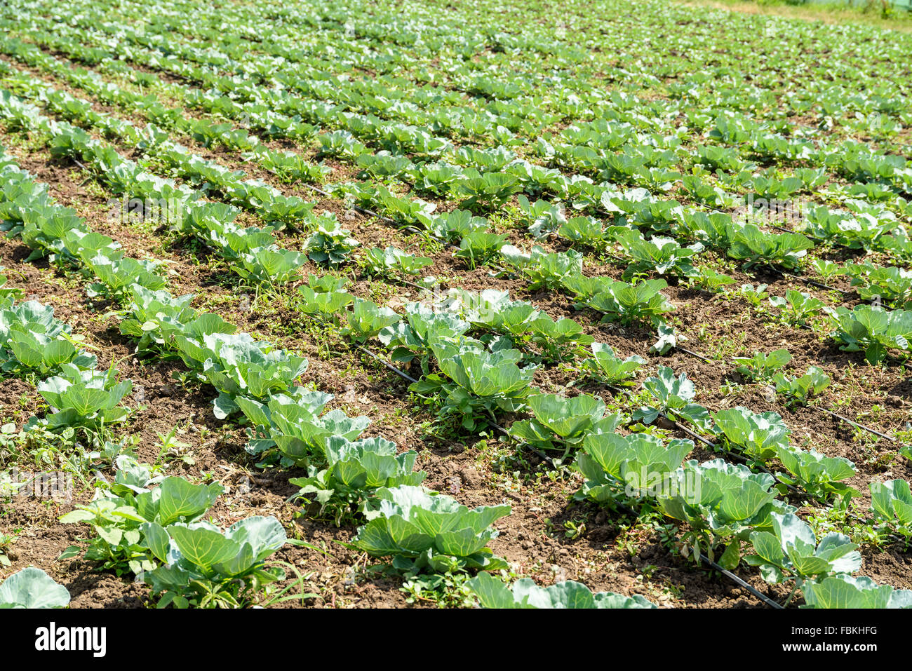 La culture bio frais plantes sur domaine agricole Banque D'Images