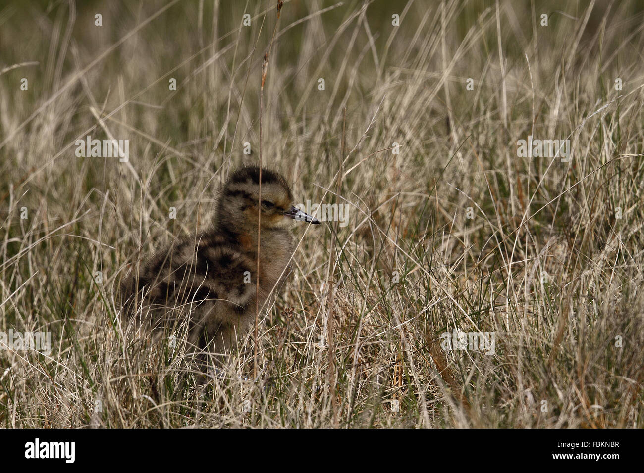 Courlis cendré (Numenius arquata) Chick Banque D'Images