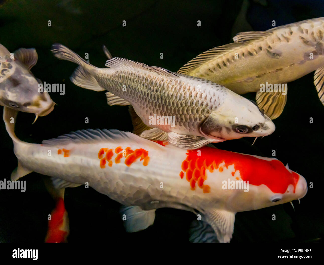 La carpe koï de décoration pour la vente du poisson dans un centre aquatique Banque D'Images