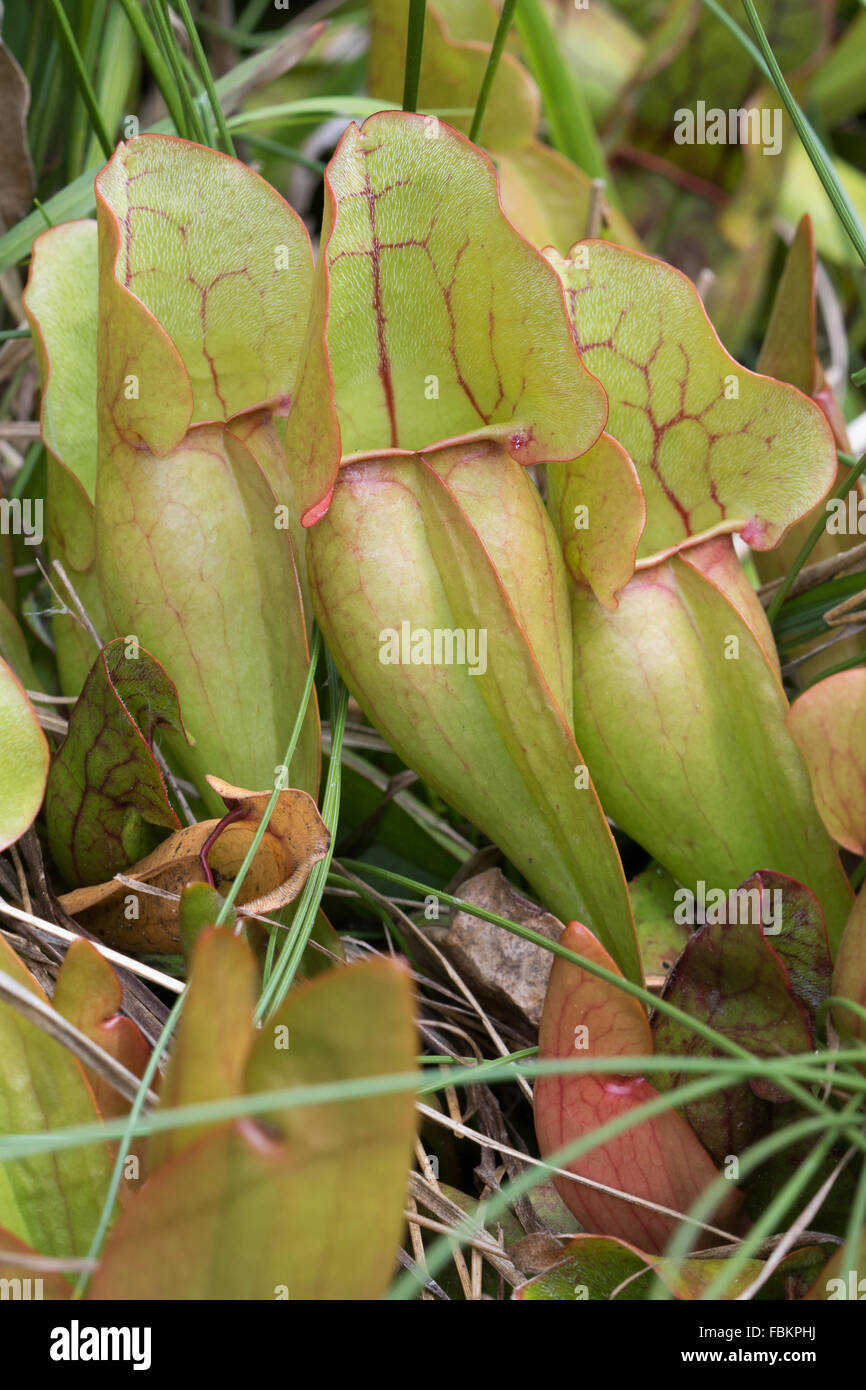 La sarracénie pourpre (Sarracenia purpurea) Banque D'Images