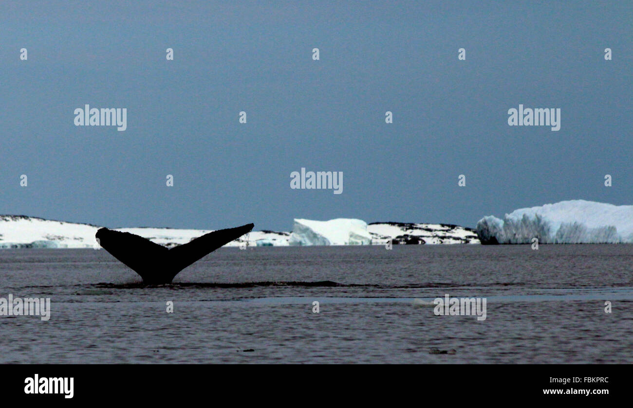 Queue d'une baleine à bosse dans Antacrtica Banque D'Images