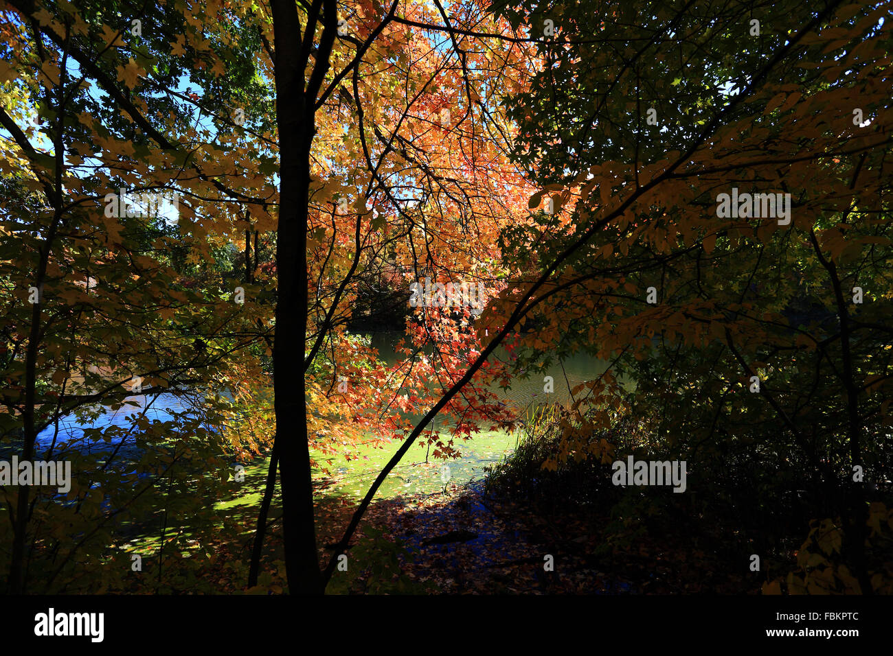 Tibbetts Brook Park Yonkers, New York Banque D'Images