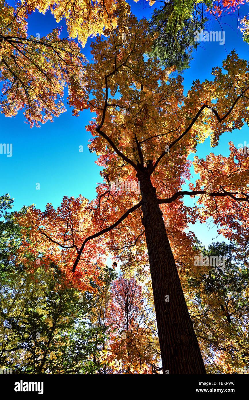 Tibbetts Brook Park Yonkers, New York Banque D'Images