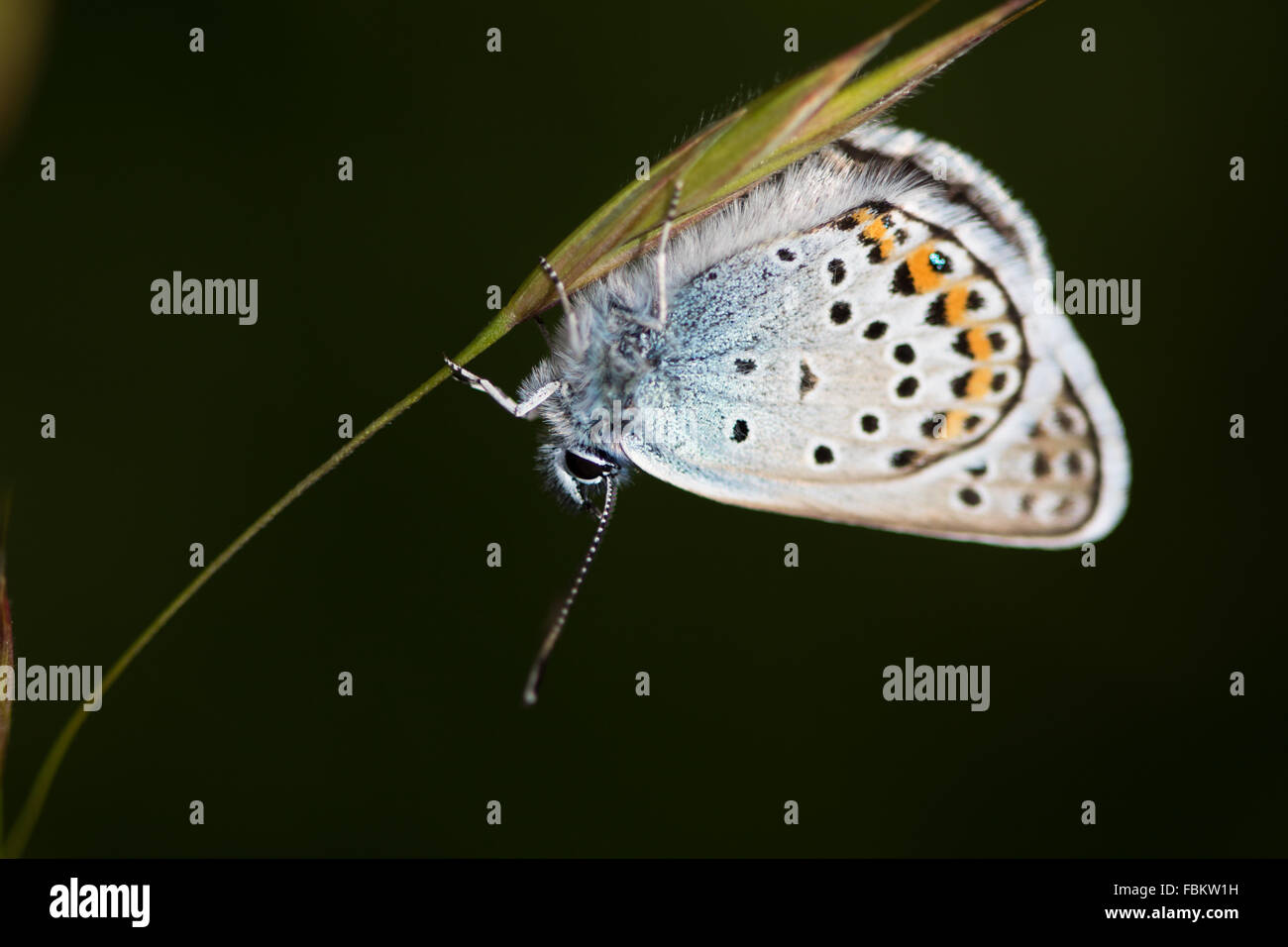 Les Idas Plebejus idas (bleu) en appui sur la face inférieure d'une tige d'herbe Banque D'Images