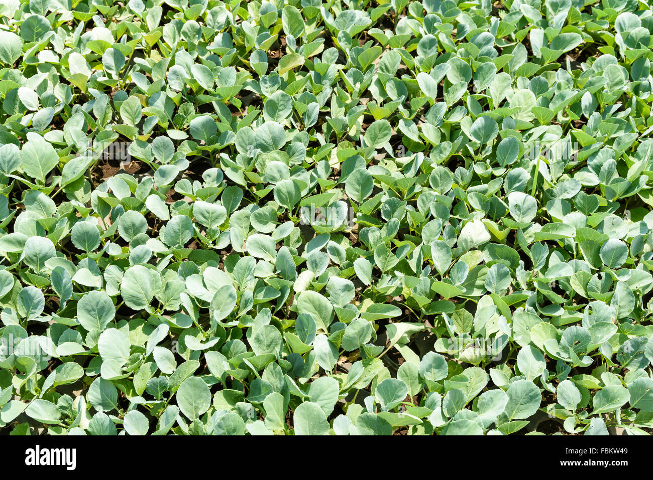 La culture bio frais plantes sur domaine agricole Banque D'Images