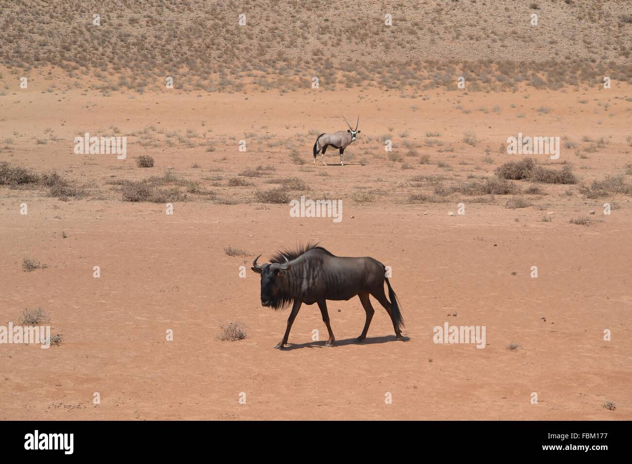 Gnous et l'antilope oryx dans le parc transfrontalier de Kgalagadi, Afrique du Sud Banque D'Images