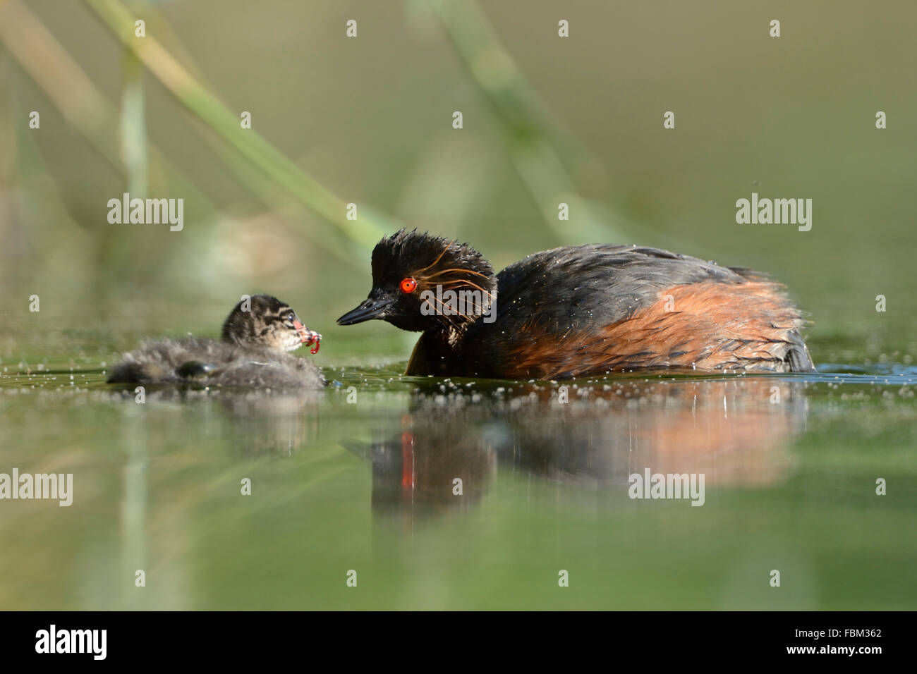 Grèbe à cou noir Grèbe / ( Podiceps nigricollis ) nourrissant ses jeunes avec des larves de moustique, la faune. Banque D'Images