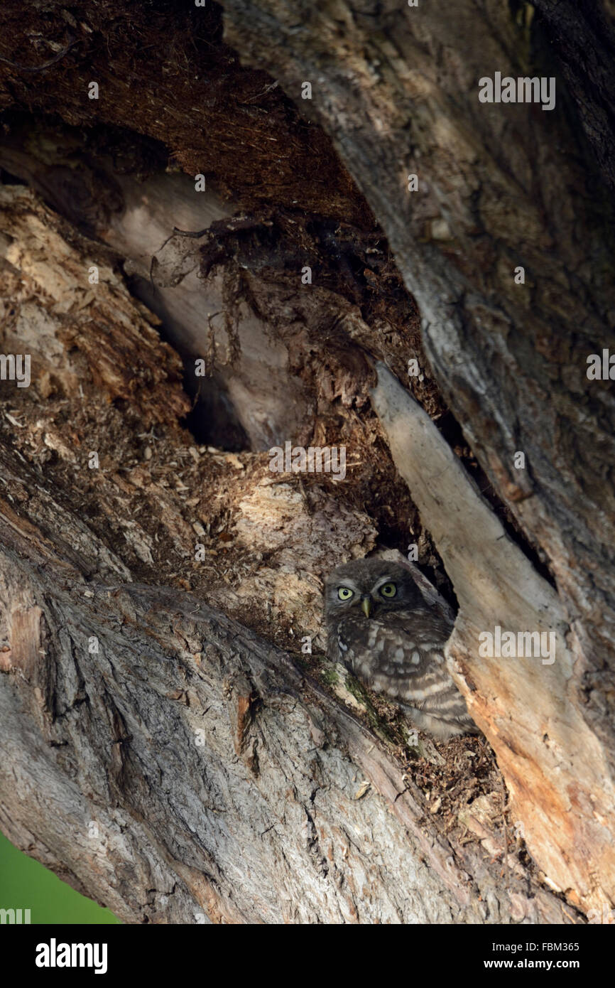 Petit hibou / Chouette / Steinkauz Minervas ( Athene noctua ) se cache dans une vieille arbre cassé, de la faune, de l'Allemagne. Banque D'Images