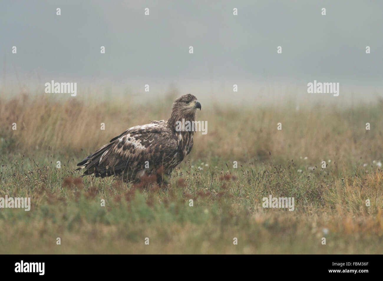 White-tailed Eagle / l'Aigle de mer / Seeadler ( Haliaeetus albicilla ) se trouve sur le terrain, regarde attentivement autour de la faune, Banque D'Images